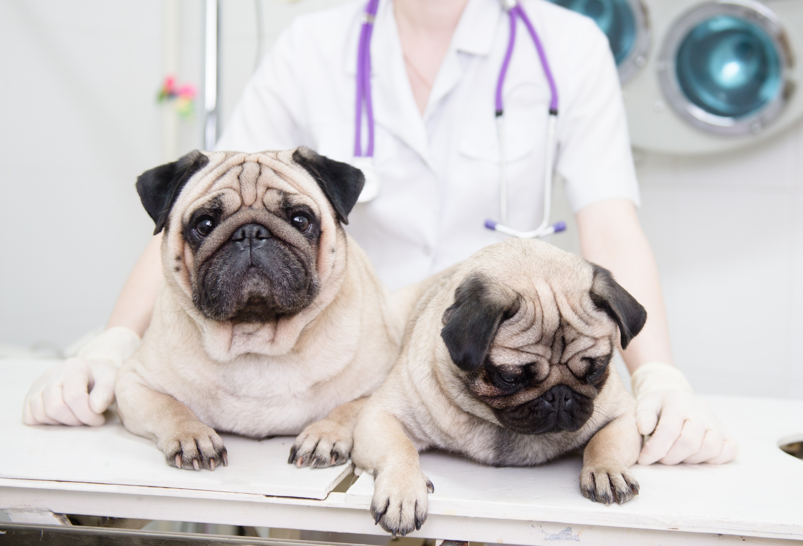 Veterinary Services in Frisco, TX | Hometown Animal Hospital